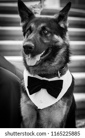 Dog With Tie Dressed Like Human