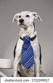 Dog With A Tie On His Neck. Comic Gentleman Concept. Procurement For An Advertising Project. Gray Background