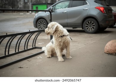 The dog is tied to the bike rack. Dog on a leash. Pet near the store. Walking an animal in the city. - Powered by Shutterstock