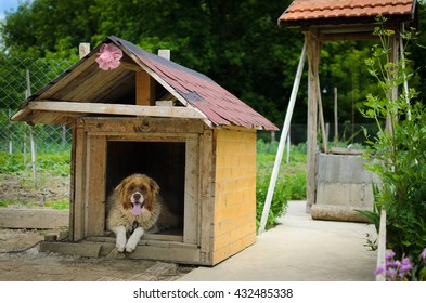 Dog Tied His Doghouse Stock Photo 432485338 | Shutterstock