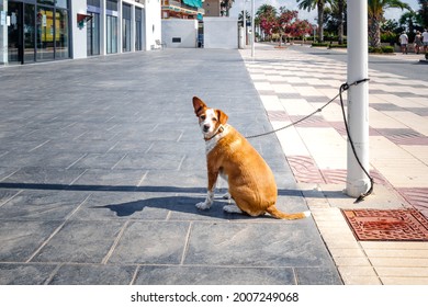 Dog Tied To A Lamppost While Waiting Patiently On The Street.