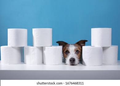 Dog with toilet paper. Jack Russell Terrier is surprised. Panic, virus, pandemic, isolation