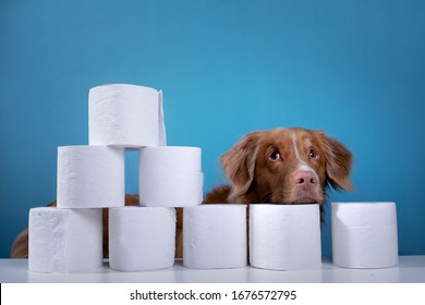 Dog with toilet paper. Nova Scotia Duck Tolling Retriever is surprised. Panic, virus, pandemic