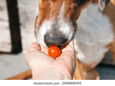 Dog with tomato offered by owner, close up. Curious puppy dog smelling, sniffing or testing ripe cherry tomato from hand of woman. Can dogs eat tomato. Female harrier mix. Selective focus on nose. - Powered by Shutterstock