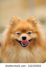 Dog With Tongue