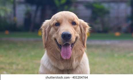 72,180 Dog tongue out sitting Stock Photos, Images & Photography ...