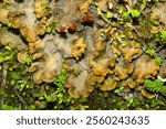 Dog tooth lichen, Peltigera canina, a foliose lichen spreading over damp humus and other plants, at The Fells in Newbury, New Hampshire.