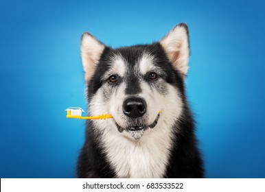 dog dentist