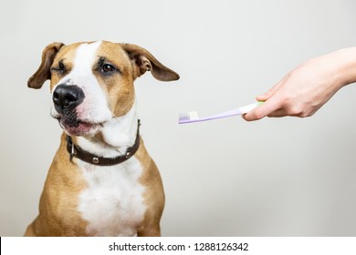 Dog and toothbrush in white background, concept of pets dental  hygiene. Staffordshire terrier with funny face looks away from a toothbrush.