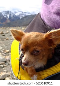 Dog Tourist In Jasper National Park, Canada