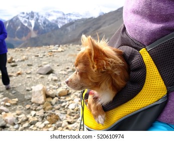 Dog Tourist In Jasper National Park, Canada