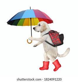 dog umbrella hat