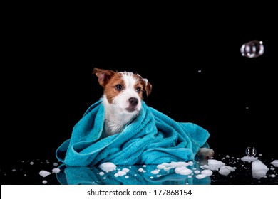 dog with a towel, Jack Russell