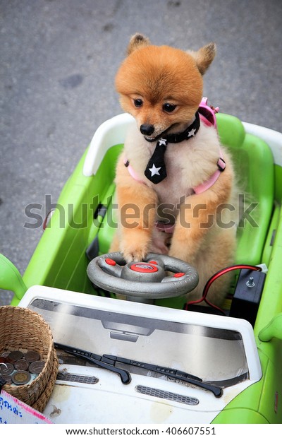 Dog in toy\
car