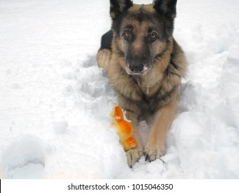 A Dog With A Toy Lying Down On The Snow Demonstrating Defensive Body Language Body 