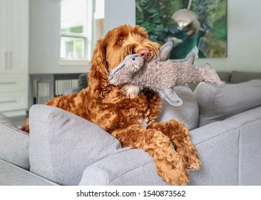 Dog With Toy In Mouth. The Large Fluffy Orange Female Labradoodle Is Perched And Hanging Over The Sofa, Begging For Attention. De-focused Bright Modern Living Room. 