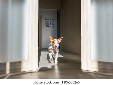 Dog With Toy Running At Home. Puppy Jack Russell Terrier.