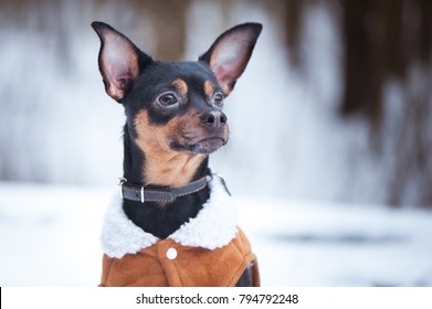 A Dog, A Toy Terrier, A Stylishly Dressed Little Dog In Sheepskin Coat, Against The Backdrop Of Winter. Clothes For Dogs. Place For Text