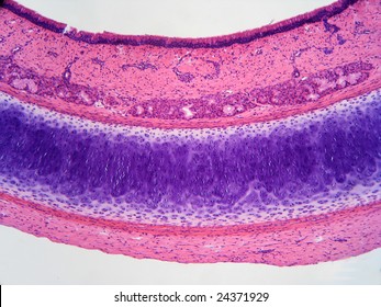 Dog Trachea Cross Section Showing Muscular Bands And Cartilage (in Blue).  Magnification 100X