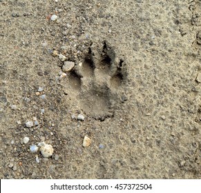 219 Bobcat footprint Images, Stock Photos & Vectors | Shutterstock