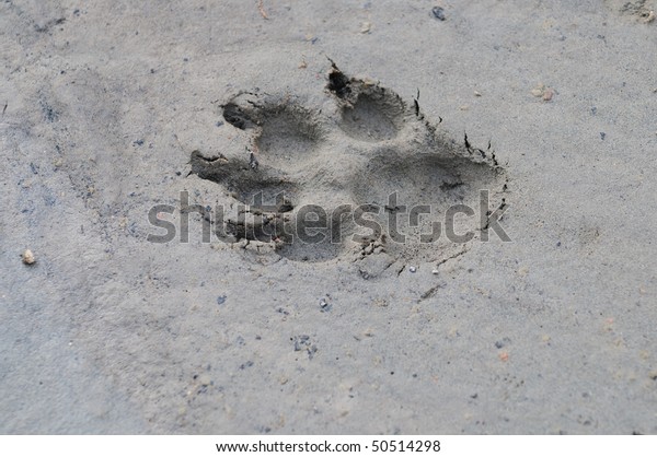 Dog Track Imprinted Mud Stock Photo (Edit Now) 50514298