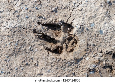 Dog Tracks Mud Stock Photo 1243424803 | Shutterstock