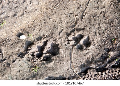 Dog Tracks In The Mud Close-up, Background