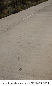 Dog Tracks On A Concrete Road. Mazo. La Palma. Canary Islands. Spain.