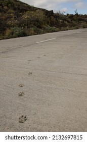 Dog Tracks On A Concrete Road. Mazo. La Palma. Canary Islands. Spain.