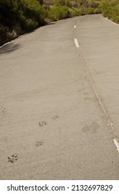 Dog Tracks On A Concrete Road. Mazo. La Palma. Canary Islands. Spain.