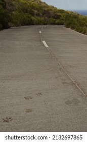 Dog Tracks On A Concrete Road. Mazo. La Palma. Canary Islands. Spain.