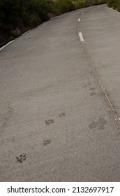 Dog Tracks On A Concrete Road. Mazo. La Palma. Canary Islands. Spain.