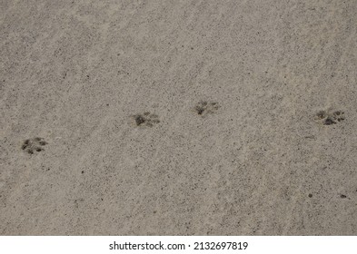 Dog Tracks On Dry Cement. Mazo. La Palma. Canary Islands. Spain.