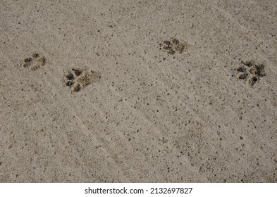 Dog Tracks On Dry Cement. Mazo. La Palma. Canary Islands. Spain.