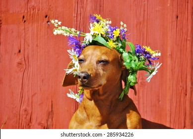 Dog With A Traditional Floral Wreath To The Midsummer Festival In Sweden