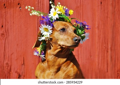 Dog With A Traditional Floral Wreath To The Midsummer Festival In Sweden