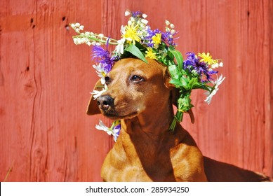 Dog With A Traditional Floral Wreath To The Midsummer Festival In Sweden