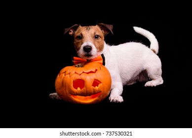 Dog with traditional Halloween carved pumpkin on black background