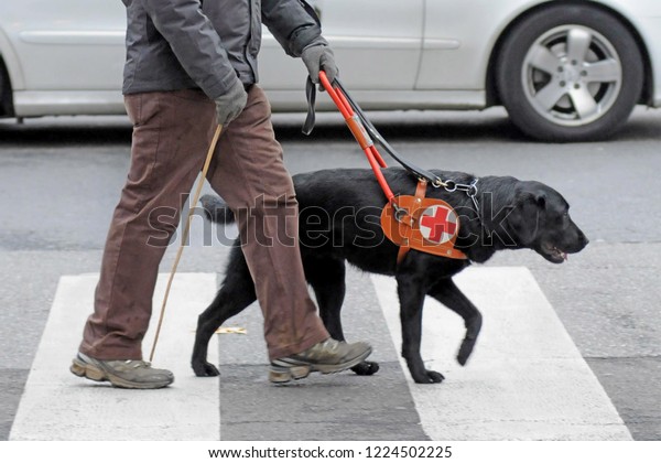 dog\
trained to help blind people to walk in the\
city