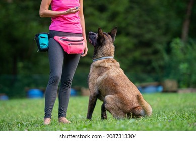 Dog trainer with a belgian malinois sitting in front of her looking and listening to her attentively. - Powered by Shutterstock