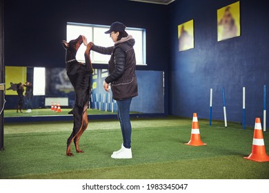 Dog Trainer Teaching A Canine The Stand Command