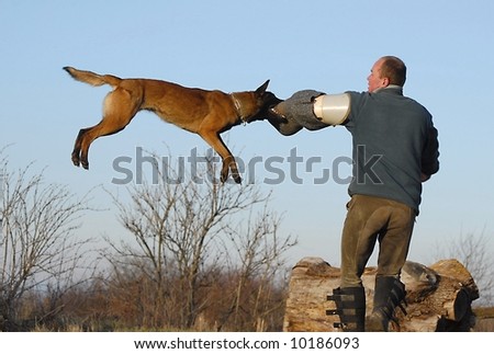 dog training