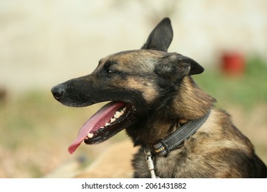 dog training Belgian Shepherd (Malinois) Rottweiler and German Shepherd - Powered by Shutterstock