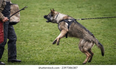 Dog training bite and defense work. Animal trainer and german shepherd police or guard dog - Powered by Shutterstock