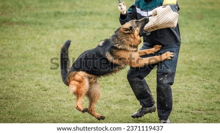 Dog training bite and defense work. Animal trainer and german shepherd police or guard dog
