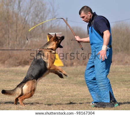 Similar – Image, Stock Photo German shepherd dog