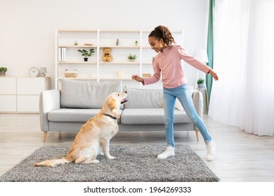 Dog Training Commands Concept. Positive Black Girl Teaching Pet At Home In Living Room, Playing With Golden Retriever And Rewarding Him With Treats, Standing Indoors And Giving Animal Food