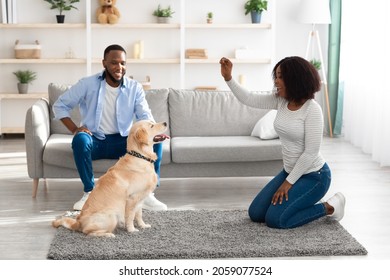 Dog Training Commands. Happy black woman teaching pet at home in living room, playing with golden retriever and rewarding him with treats, giving animal food, husband sitting on sofa looking at wife