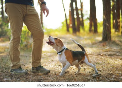 Dog Training. Cute Beagle Dog Walking With His Owner Outdoor Against Scenic Forest Nature