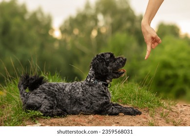Dog training, cute black maltipoo dog doing tricks in the park, smart dog follows commands to lay down and stay 